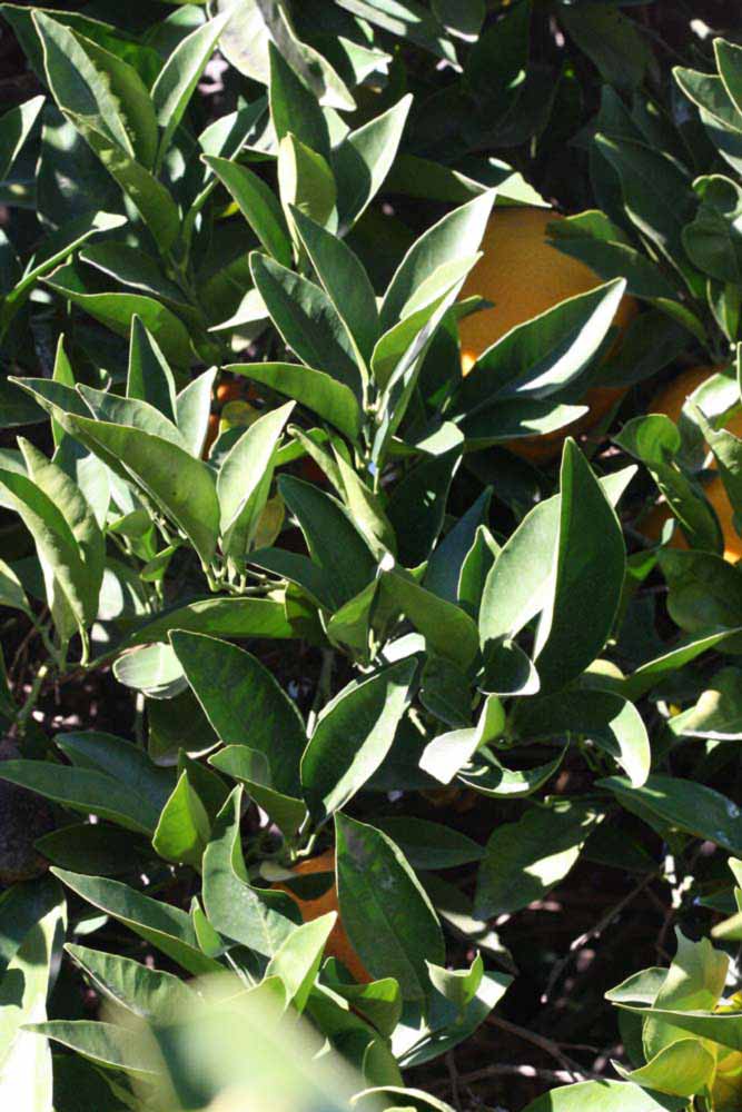            Sun leaves (Riverside, CA)   